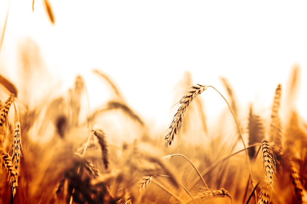 Wheat field for beer