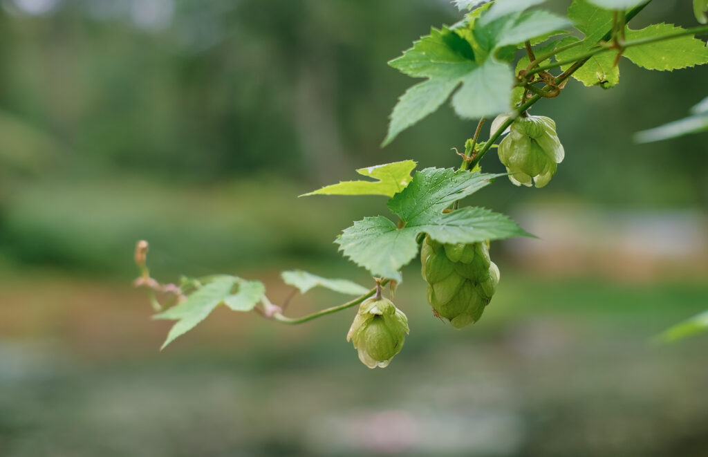 hop for beer